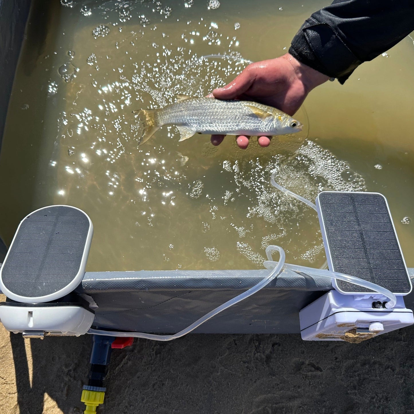 Mulets kept alive by V1 and V2 solar aerator during beach fishing