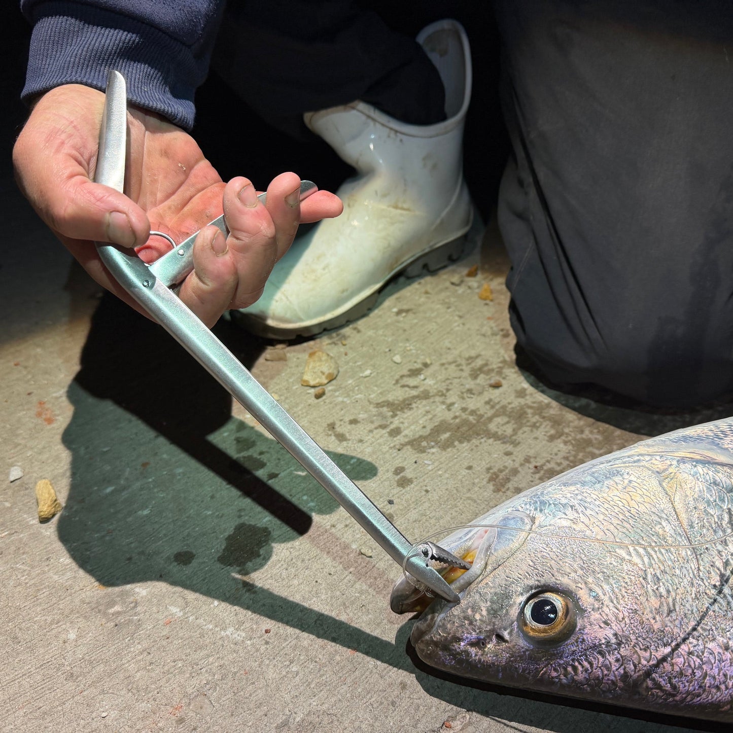 Tidal Hook stainless steel hook remover gripping a fishing hook in a fish's mouth for quick and safe hook removal.