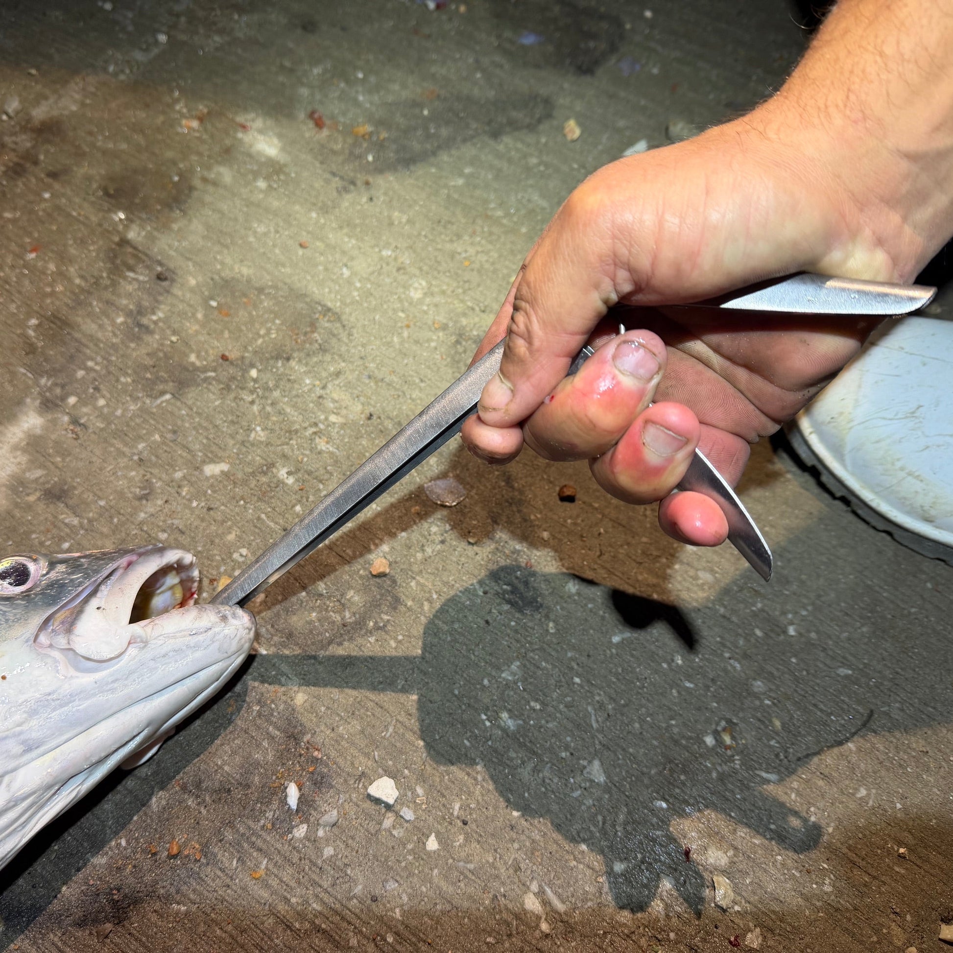 Tidal Hook stainless steel hook remover removing a fishing hook from a fish safely and efficiently.